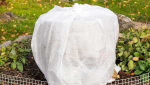 Niektóre rośliny, takie jak hortensje, przed zimą potrzebują okrycia agrowłókniną.