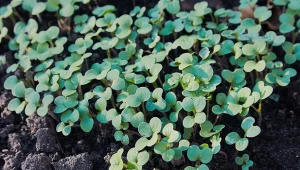 Wyjaśniamy, dlaczego warto wysiewać rzepik ozimy na poplon.