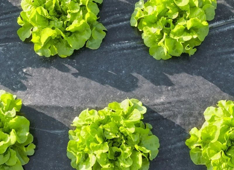 Czarna agrowłóknina chroni przed chwastami