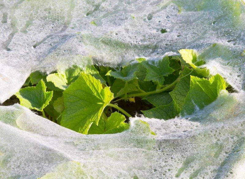 Przed wiosennymi przymrozkami rośliny zabezpieczy cienka biała agrowłóknina, jesiennymi natomiast – gruba
