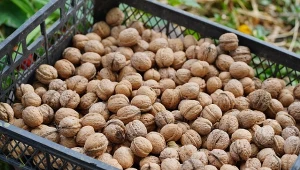 Jak przechowywać orzechy włoskie? Będą leżeć długimi miesiącami