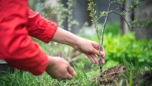 Jesień to dobry czas na sadzenie rokitnika. Wybierz najlepsze odmiany