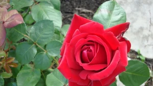 Sprawdź, jakie odmiany róż polecają eksperci.