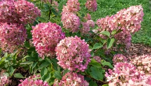 Pod ciężarem kwiatów pędy hortensji mogą się pokładać na ziemi.