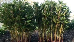 Najlepsza pora na sadzenie piwonii w ogrodzie to jesień.  Jeśli zrobisz to dobrze, odwdzięcza się bogatym kwitnieniem.