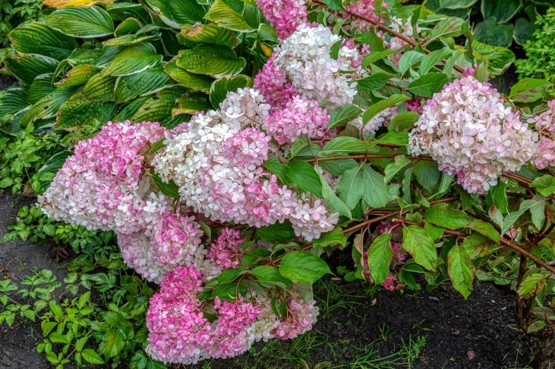 Sprawdź, co zrobić z hortensjami, których pędy się pokładają na ziemi