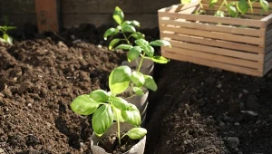 Co uprawiać na podwyższonych grządkach? To zależy, co najbardziej chcesz wyhodować w ogrodzie i czym cieszyć się wiosną oraz latem.