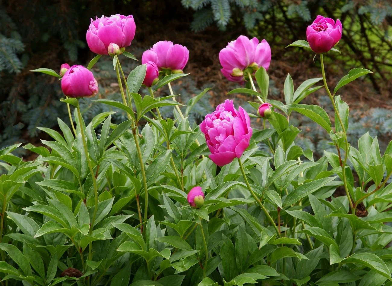 Posadzone jesienią piwonie lepiej się ukorzeniają, mniej chorują