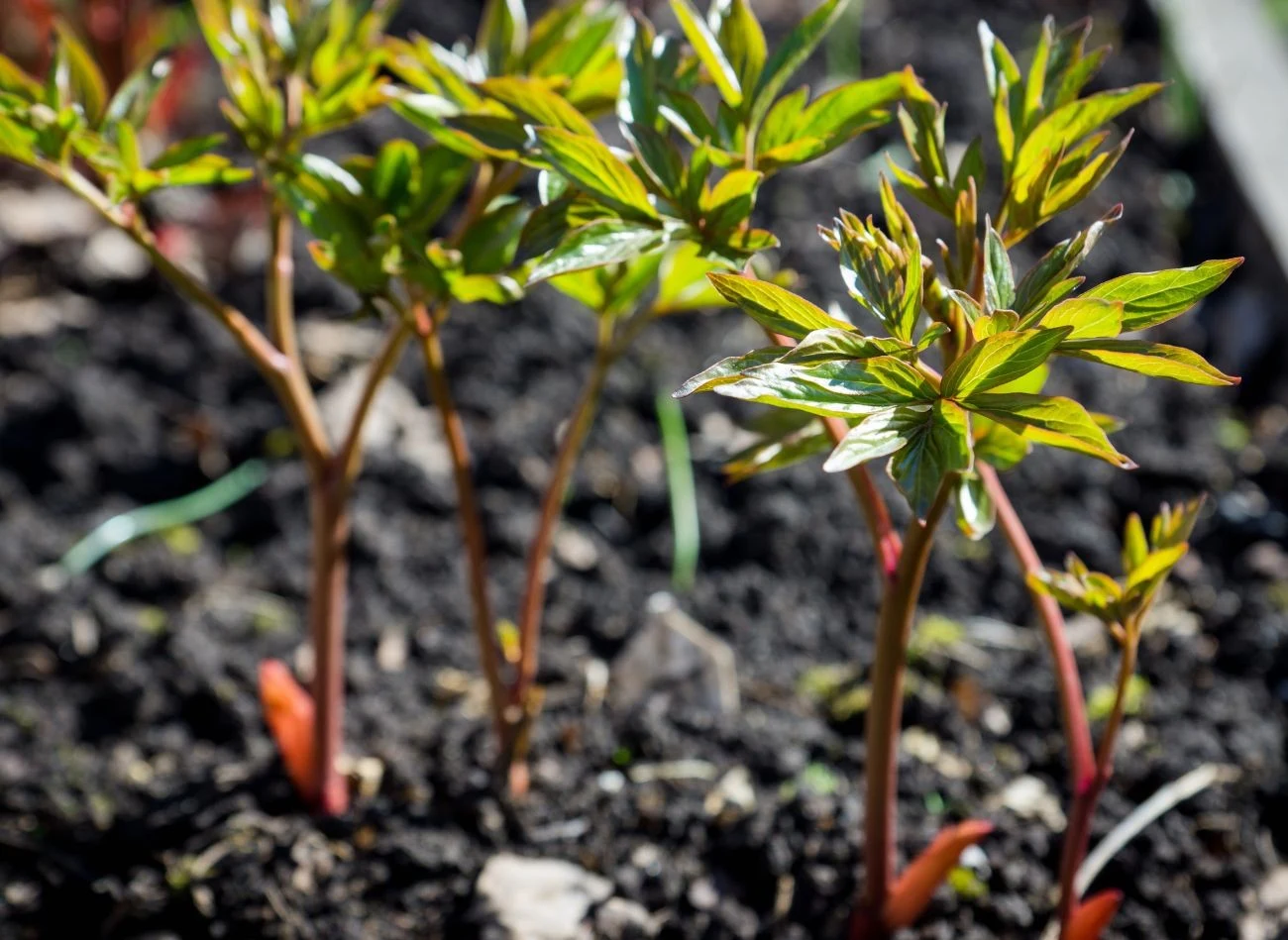 Wiosną, po rozwoju pierwszych pędów, piwonie warto zasilić nawozem wieloskładnikowym.