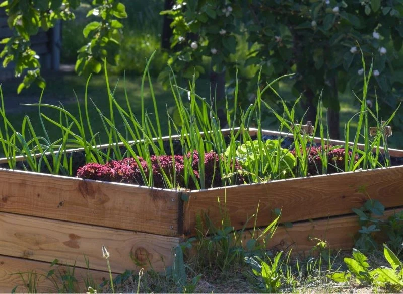 Grządka podwyższona możne powstać ze starych desek skręconych ze sobą i wyłożonych folią