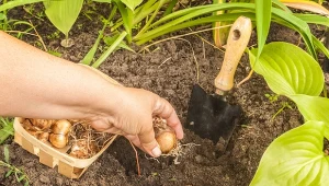Jesień to najlepszy czas na sadzenie narcyzów. Sprawdź, jak to zrobić.