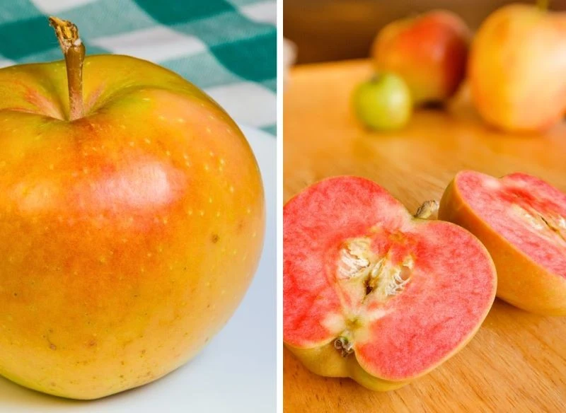 Niektóre odmiany starych jabłoni dają owoce o niezwykłym kolorze