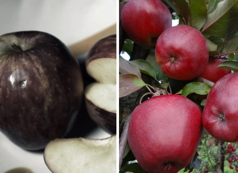 Niektóre stare odmiany zostały już zapomniane lub występują niezwykle rzadko