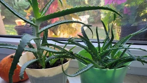 Aloes jest chętnie uprawiany w domach nie tylko ze względu na walory dekoracyjne, ale również liczne właściwości lecznicze./Deccoria.pl