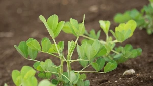 W ogrodach coraz popularniejsze jest stosowanie nawozów zielonych na poplon - zalety tego rozwiązania widać w kolejnych uprawach.