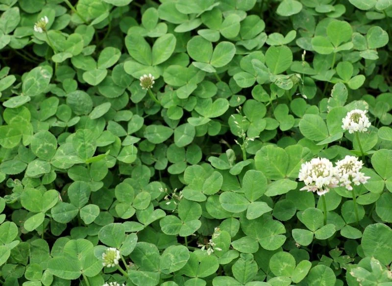 Koniczyna biała na nawóz zielony to popularny wybór, jednak w ogródku pod uprawy warzyw o wysokim zapotrzebowaniu pokarmowym warto wysiewać mieszan...