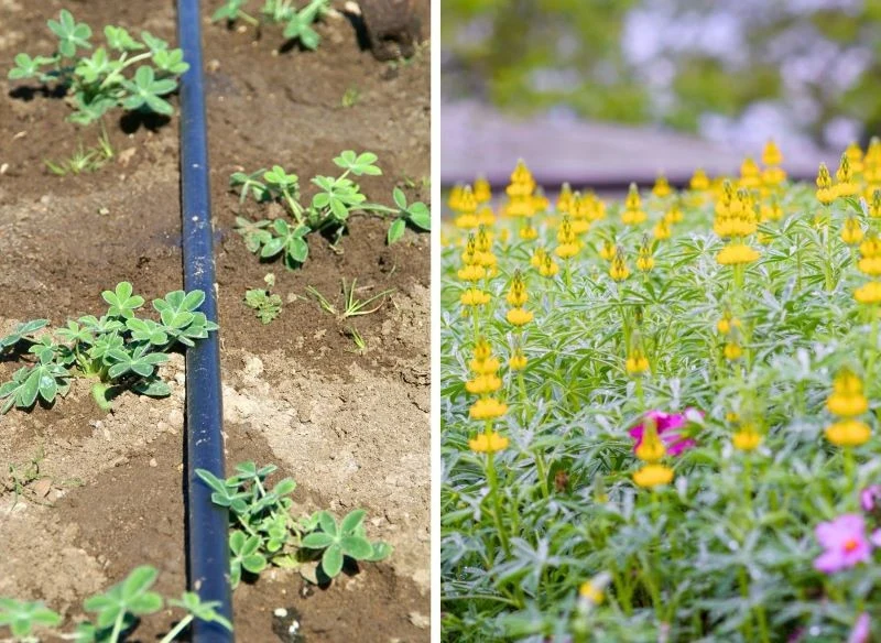 Łubin żółty na poplon pozwala dobrze spulchnić glebę i odżywić ją po sezonie intensywnych upraw, to idealny wybór na zimę bez przekopywania