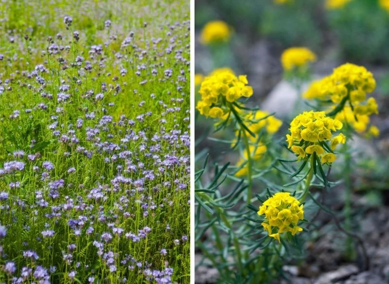 Rośliny idealne na poplon w październiku to facelia błękitna, gorczyca oraz groch polny