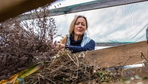 Czy gałęzie można kompostować? Odpowiedź nie jest oczywista.