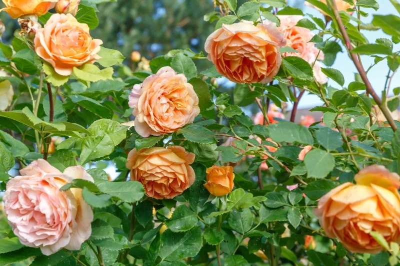 Popiół drzewny poprawia kwitnienie roślin ozdobnych