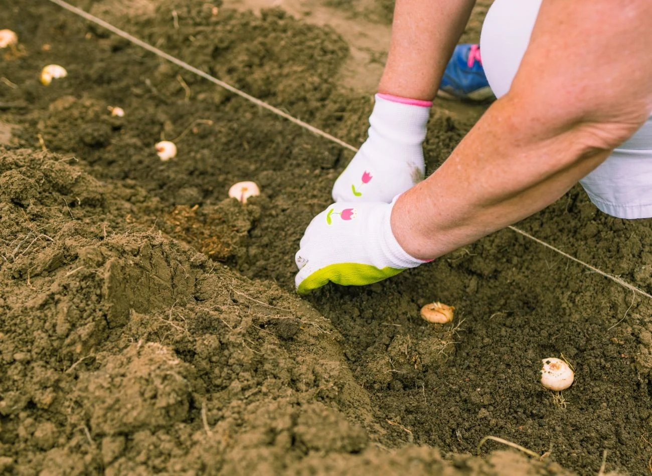 Popiół drzewny nadaje się do zaprawiania roślin cebulowych przed sadzeniem