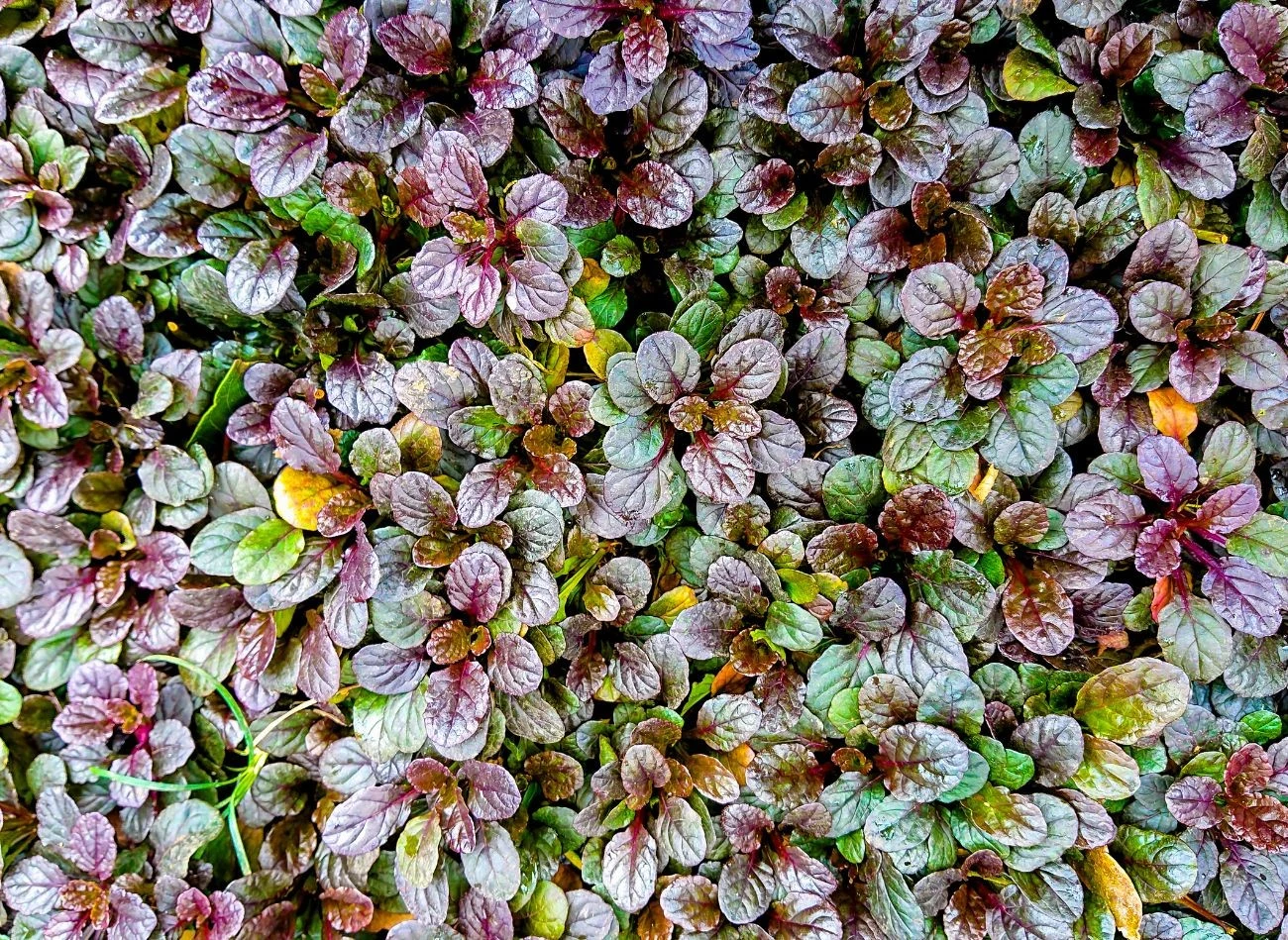 Dąbrówka rozłoga idealnie zadarnia, ale ma tendencję do nadmiernego rozrastania się