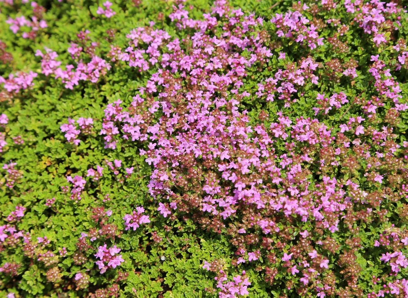 Macierzanka piaskowa nie tylko świrnie nadaje się do sadzenia zamiast trawnika