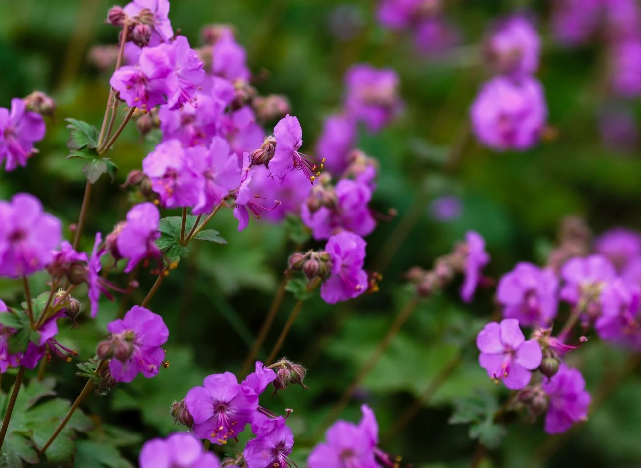 Rośliny zadarniają, jak bodziszek korzeniasty, nie mają dużych wymagań