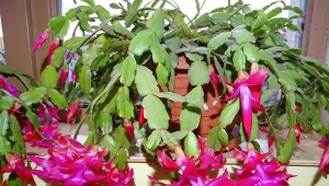 Jak pielęgnować grudnik, by obficie zakwitł? Poznaj najważniejsze wskazówki.