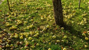 Spady owoców to częsty problem nie tylko w sadach, ale również w ogrodach. Co z robić opadłymi jabłkami?