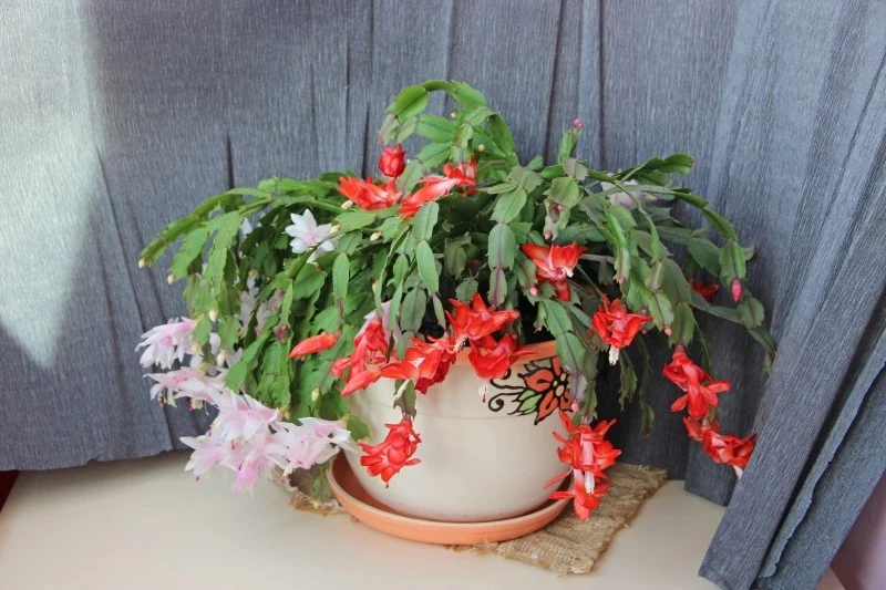 Odżywkę na kwitnienie grudnika można przygotować w warunkach domowych