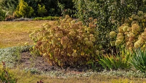 Nie wszystkie odmiany hortensji wymagają jesiennej przycinki. Które potrzebują tego zabiegu?