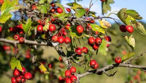 Głóg zasługuje na miejsce w każdym ogrodzie. Poznaj jego wymagania i najpopularniejsze odmiany,
