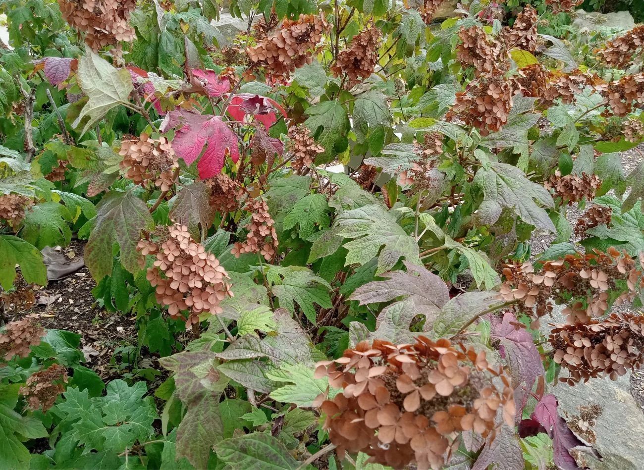 Hortensje kwitnące na starych pędach należy przycinać ostrożnie