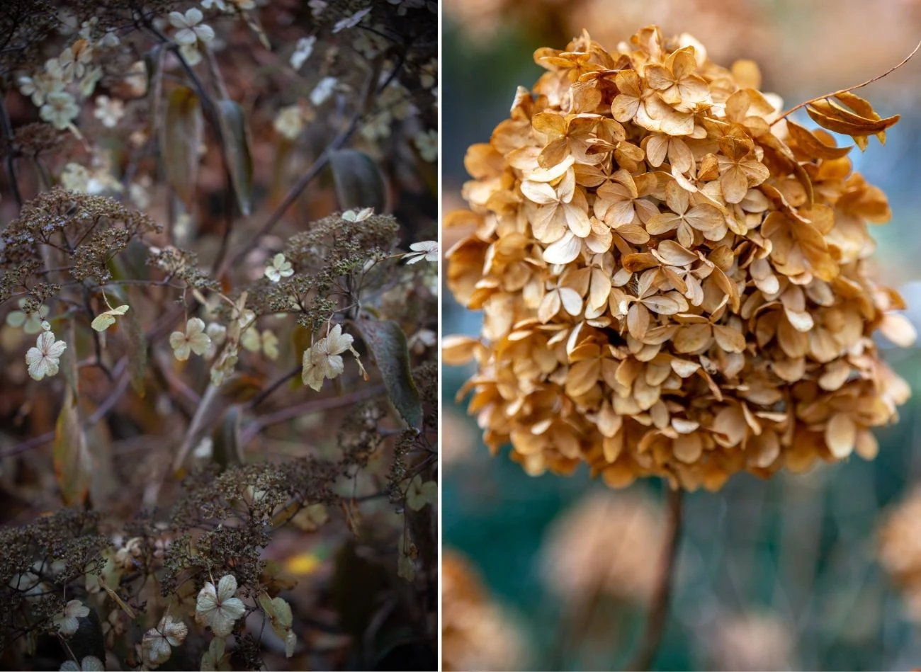 Im później przytniesz hortensje po przekwitnięciu, tym większe prawdopodobieństwo, że będą słabiej kwitły
