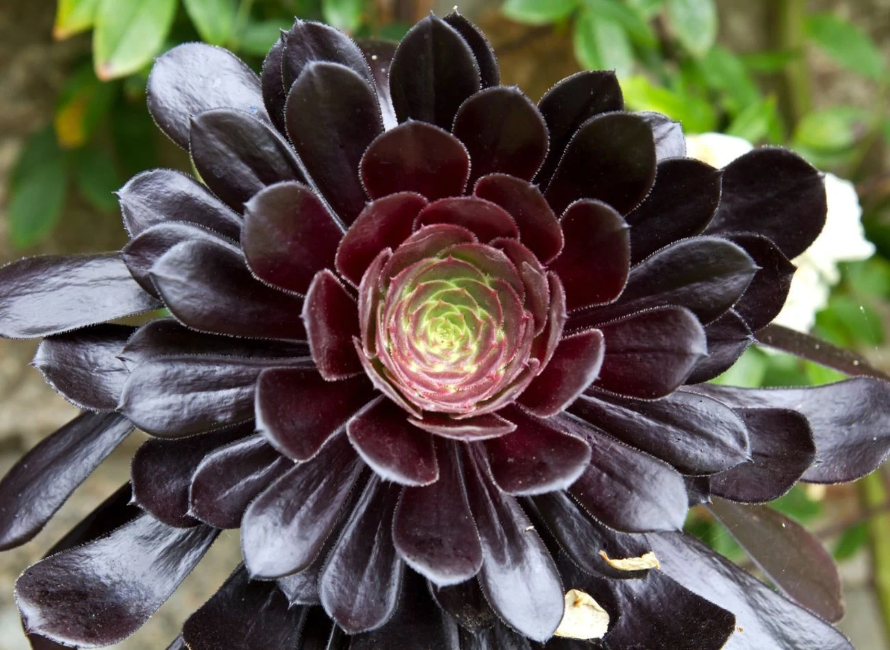 Liście w kształcie rozety to znak rozpoznawczy eonium