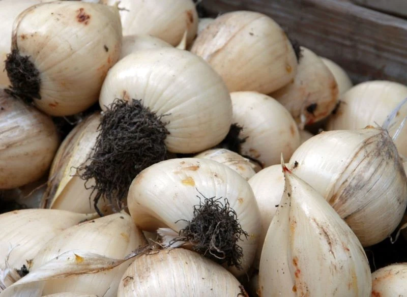 Bulwy kanny, czyli paciorecznika pozostawione w gruncie na zimę sprawią, że roślina będzie jednorocznym okazem i już się nie wybije