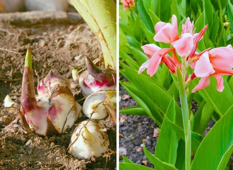 Kanny należy wykopać, oczyścić i schować w odpowiedni sposób, tym samym będziesz mógł wysadzić na nowo na wiosnę