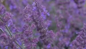 Jak wybrać bylinę wieloletnią do ogrodu? Warto pomyśleć nie tylko o kwiatach, ale o ziołach, które wniosą wiele barw i aromatów nie tylko na rabatę, lecz także do kuchni.