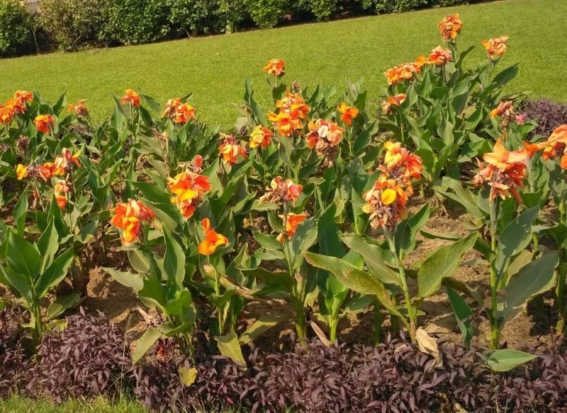 Kanny w ogrodzie, podobnie jak liliowate, w pełnym rozkwicie pięknie dekorują przestrzeń