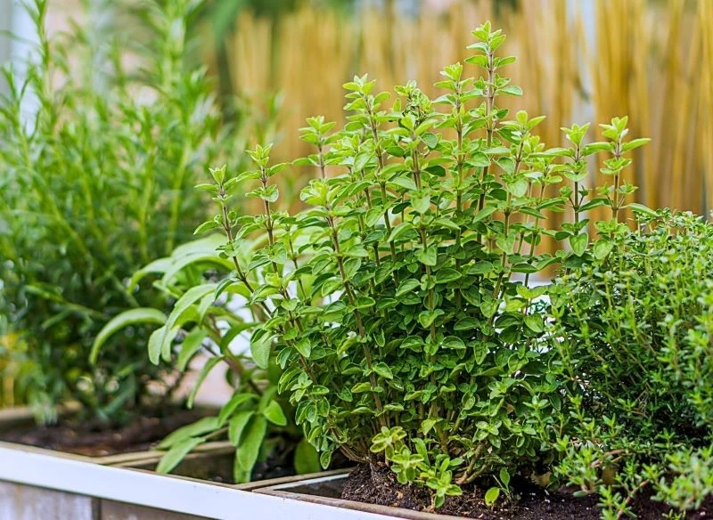 Zioła można sadzić na rabacie w formie obwódki, w linii pod ogrodzeniem, jako niskie pasmo roślin wzdłuż ścieżek, a także w donicach na tarasie