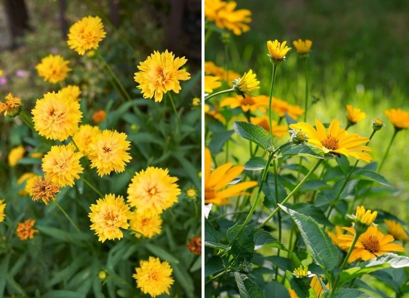 Słoneczne kwiaty w ogrodzie to piękna dekoracja, która jesienią przywołuje ciepłe emocje i energię lata