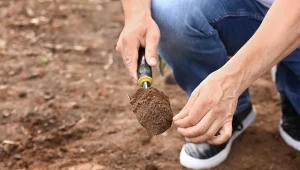 Odczyn pH gleby to jeden z kluczowych czynników, który wpływa na wzrost roślin.