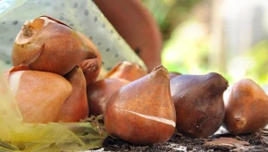 Sprawdź, jak rozmnażać tulipany przez cebulki przybyszowe. To wcale nie jest takie trudne.