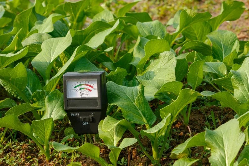 Odczyn gleby wpływa na przyswajalność składników pokarmowych przez rośliny