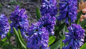 Hiacynty i tulipany to tylko przykłady gatunków, które masz do wyboru. Jakie rośliny cebulowe sadzić jesienią? Podpowiadamy.