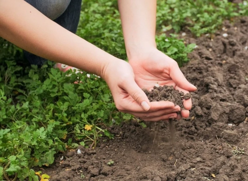 Pomiar pH gleby można zbadać za pomocą płynu Helliga