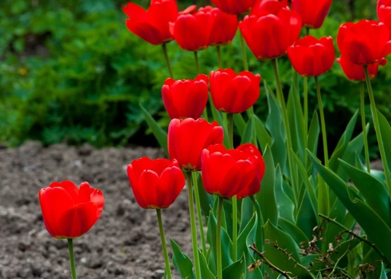 Rozmnażanie tulipanów przez cebulki przybyszowe to prosty sposób na pozyskanie nowych roślin