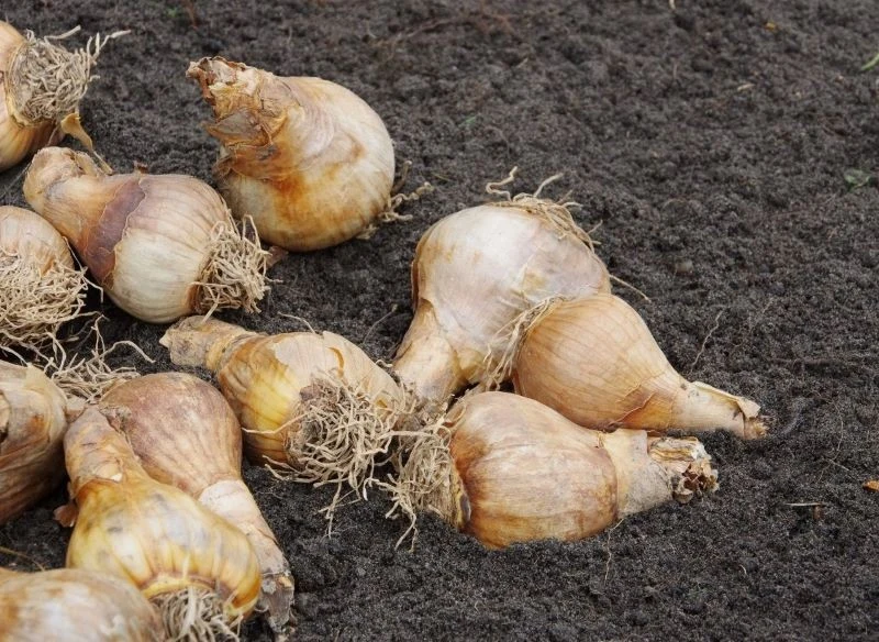 Cebule roślin kwitnących wiosną gotowe do posadzenia jesienią