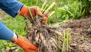 Jest kilka gatunków bylin, których nie wolno rozmnażać jesienią.